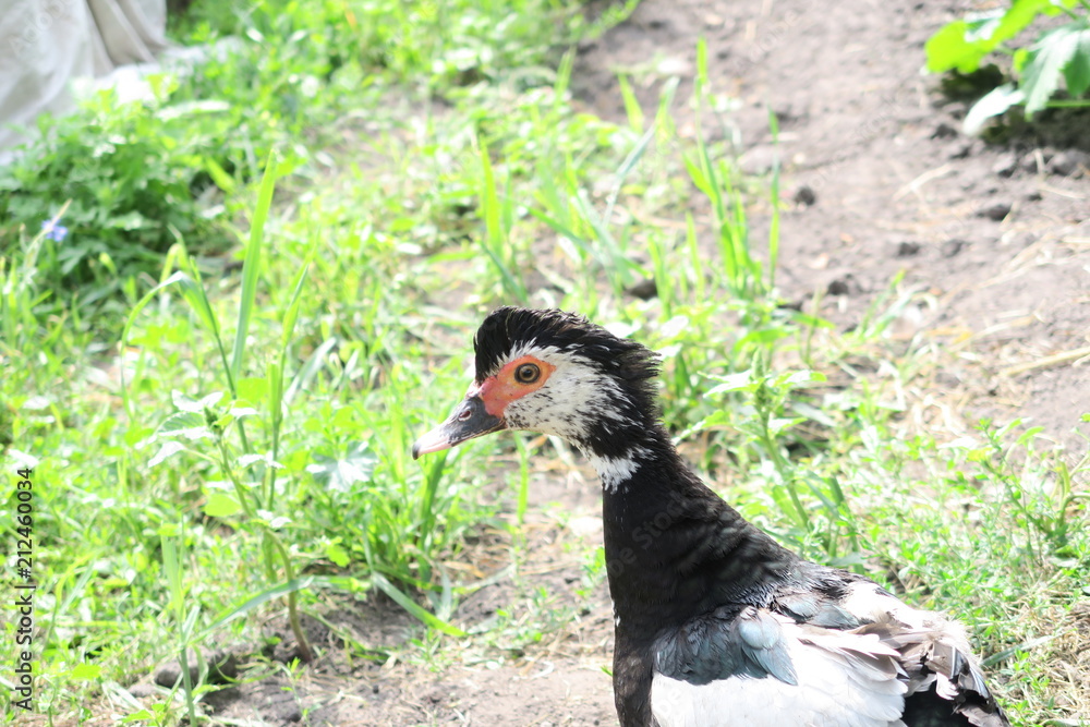 rural animals in natural conditions rural animals in natural conditions