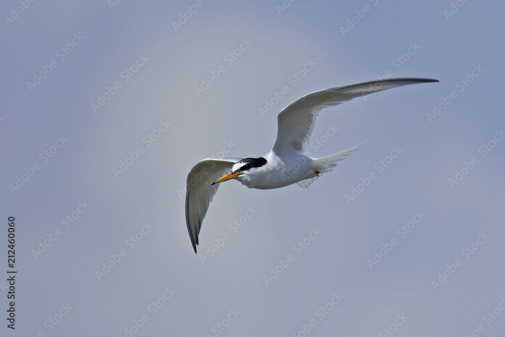Little tern (Sternula albifrons) Little tern (Sternula albifrons)