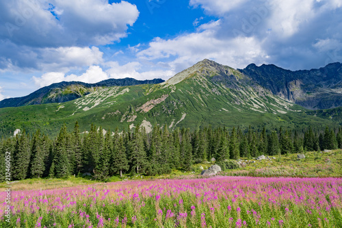 Meadow with pink fireweed flowers in front of peaks of the Tatra Mountains in Poland © Bence