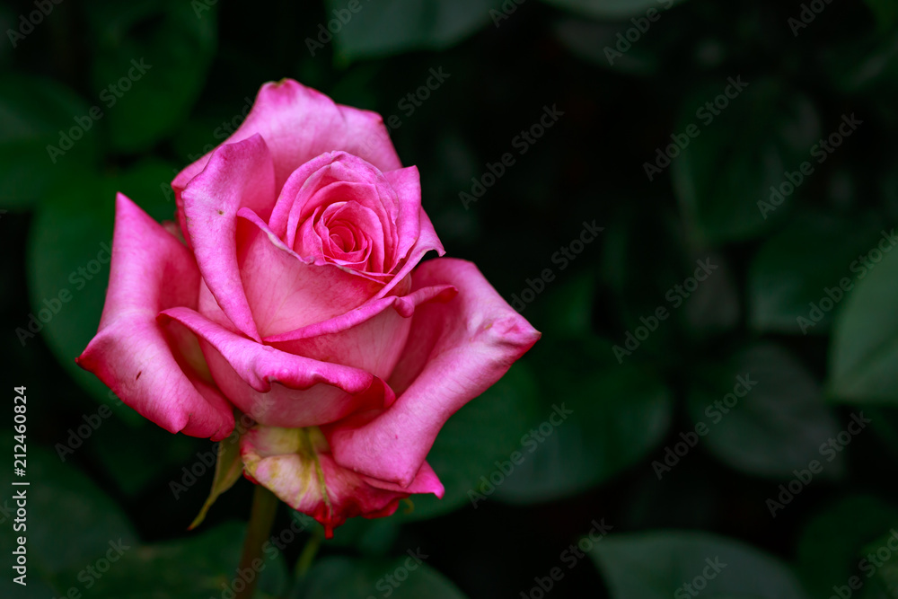 Fragrant Rose in Full Blossom Fragrant Rose in Full Blossom