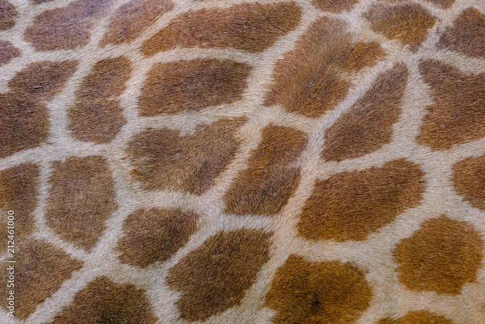 Genuine leather skin of Giraffe for background and texture Genuine leather skin of Giraffe for background and texture