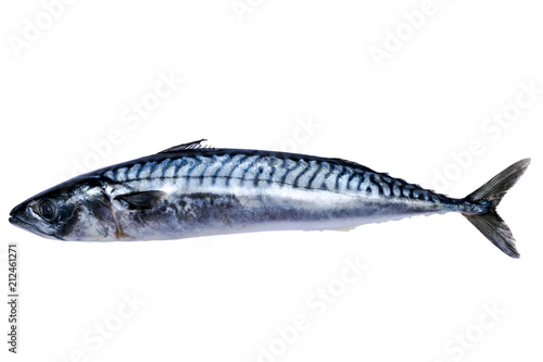 Mackerel fish isolated on white background. Frozen fish. iced atlantic fish. Mackerel. Mackerel pattern. Mackerel texture. Empty space. Copy space.