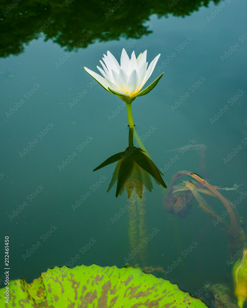 white lotus is blooming beautifully.