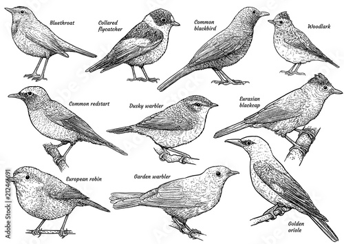 Songbird collection, illustration, drawing, engraving, ink, line art, vector