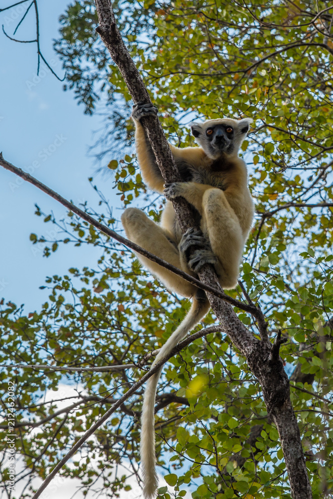 Obraz premium Sifaka lemur hanging on a brach tree