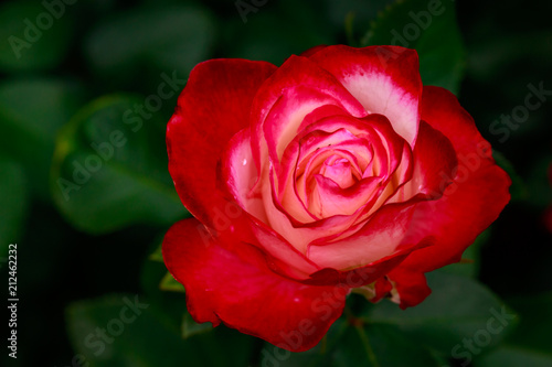 Fragrant Rose in Full Blossom