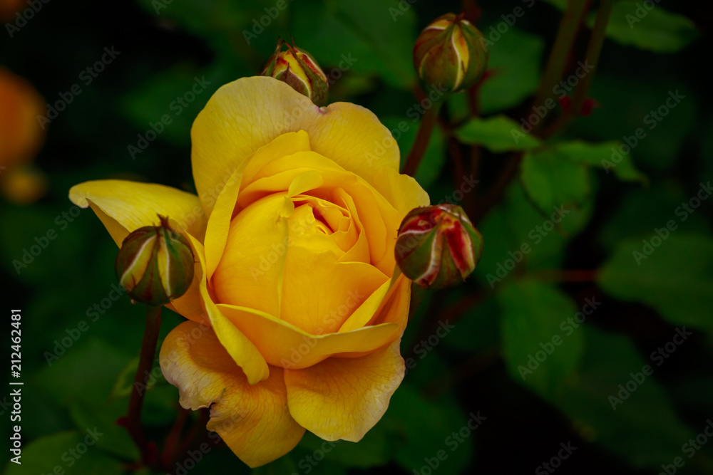 Fragrant Rose in Full Blossom Fragrant Rose in Full Blossom