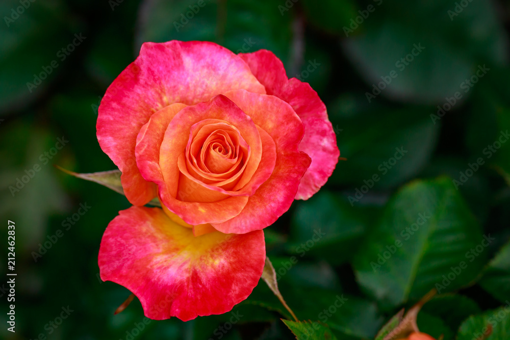 Fragrant Rose in Full Blossom