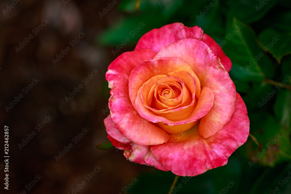 Fragrant Rose in Full Blossom Fragrant Rose in Full Blossom