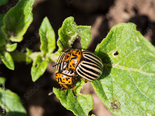 Pair of Colorado potato beetle © sleepyhobbit