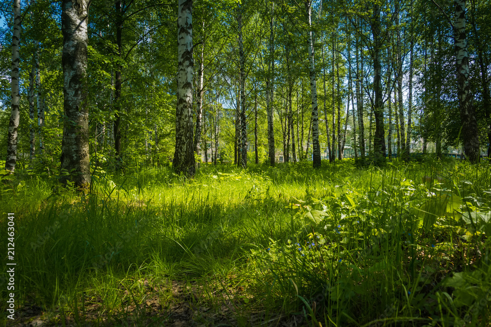Obraz premium Green trees in summer park