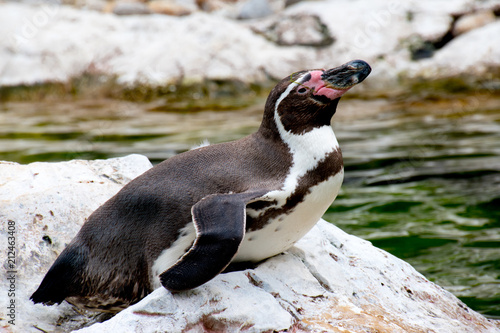 humboldtpinguin, Humboldt-Pinguin, Pinguin © 500cx