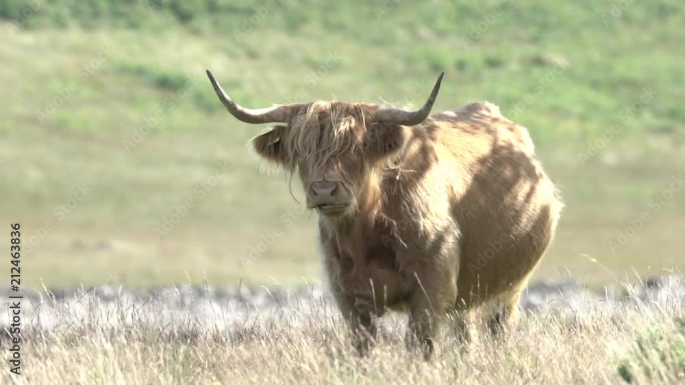 Une vache highland dans un champ / A highland cow grazes in a field Une vache highland dans un champ / A highland cow grazes in a field