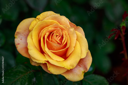 Wallpaper Mural Fragrant Rose in Full Blossom Torontodigital.ca