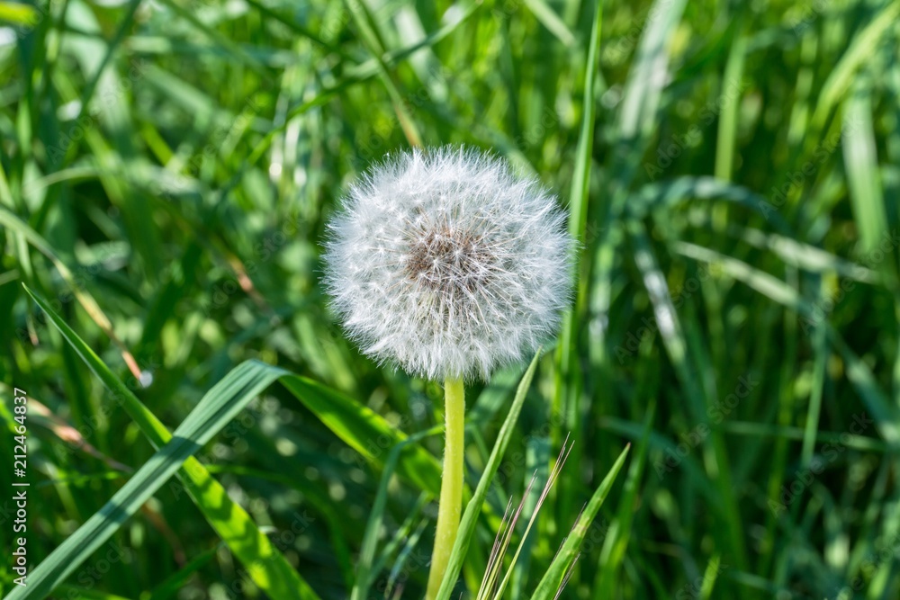 Einzelne Pusteblume in einer Wiese Einzelne Pusteblume in einer Wiese
