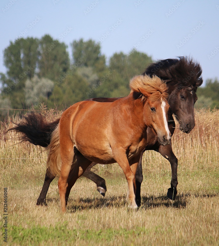 two beautiful iceland horses are running on the paddock in the sunshine two beautiful iceland horses are running on the paddock in the sunshine