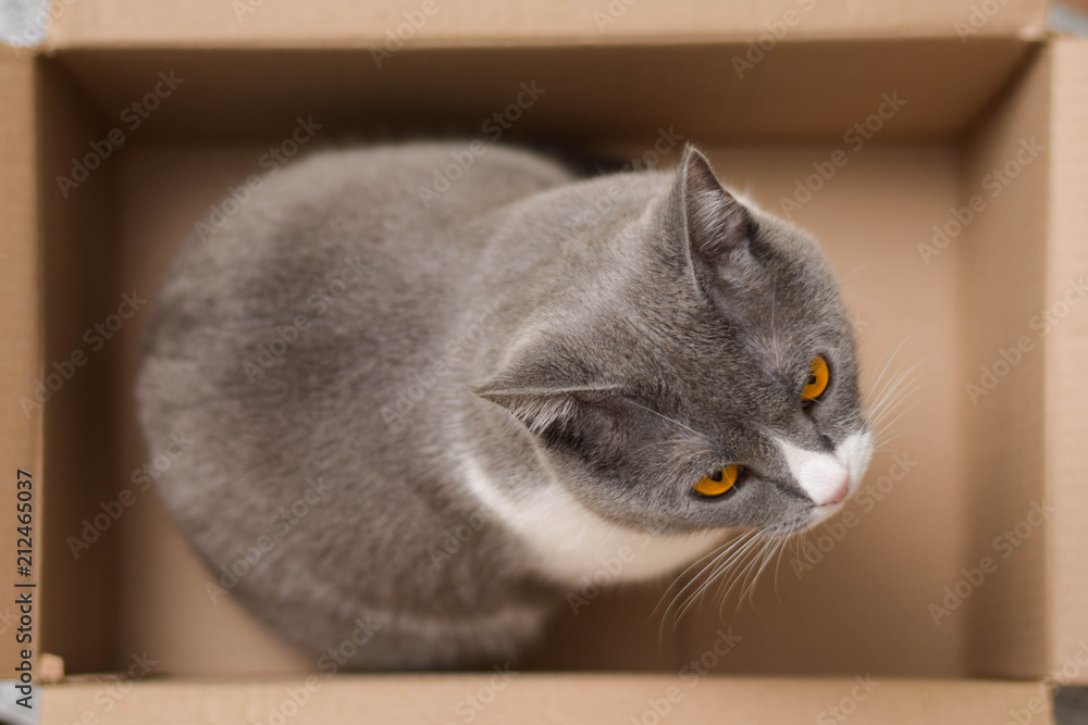 Gray cat with orange eyes in the box. Top view