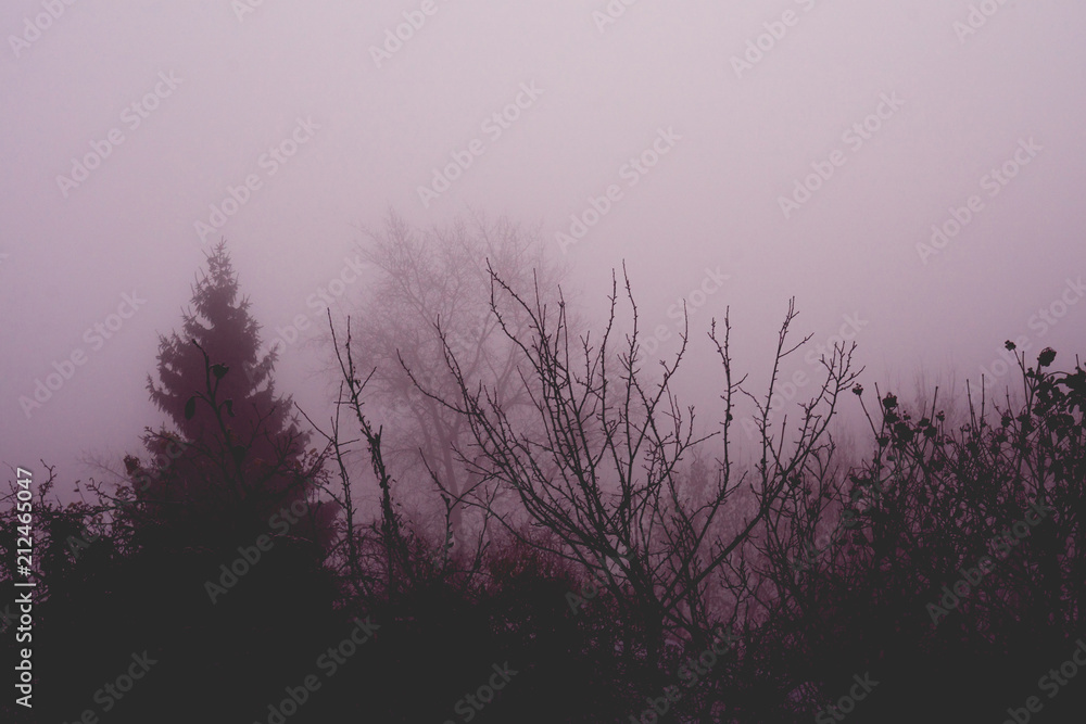 Trees in heavy fog Trees in heavy fog