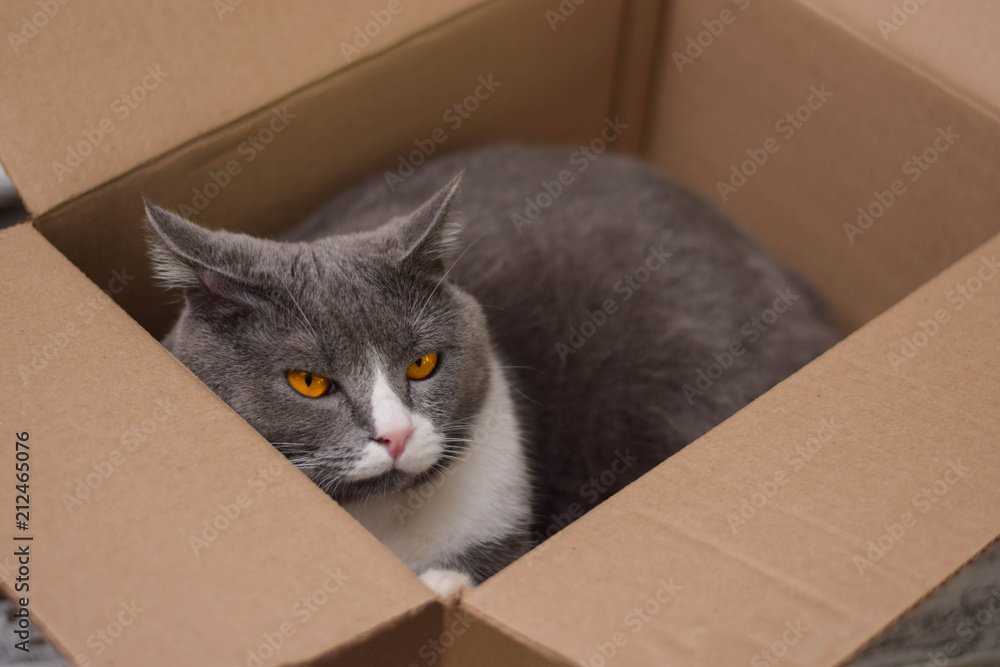 Fototapeta premium Gray cat with orange eyes in the box.