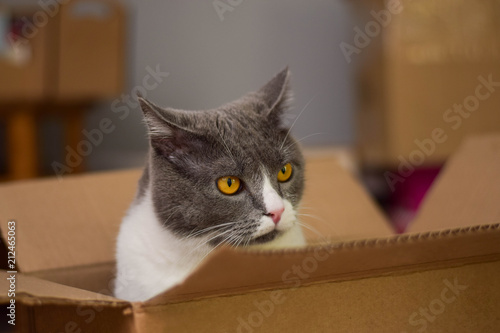 Gray cat with orange eyes in the box.