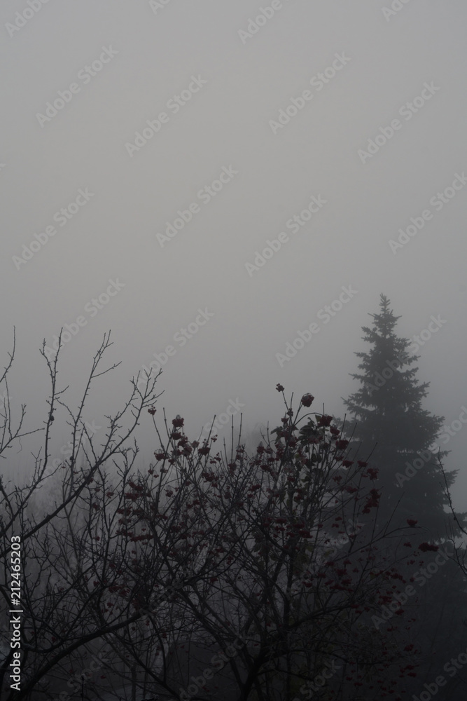 Trees in heavy fog Trees in heavy fog