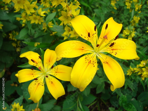 The flower of a yellow lily growing in a summer garden.