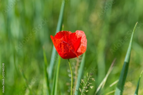 Fototapeta Naklejka Na Ścianę i Meble -  Mohnblume auf einem Feld im Frühling