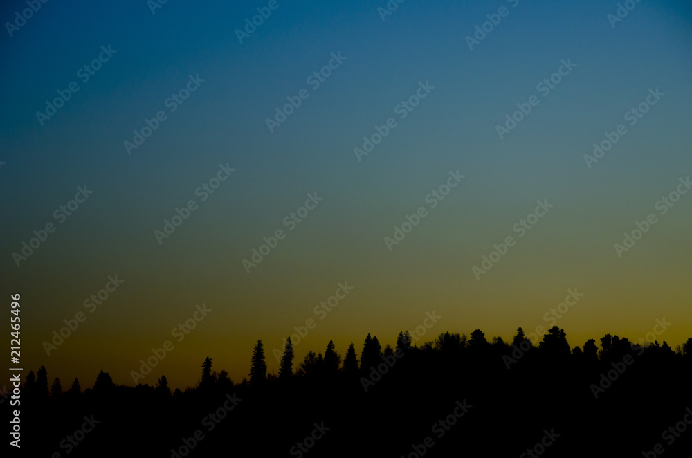 Silhouettes of trees and a yellow-blue sky
