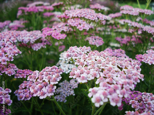 Yarrow pink on a green background.