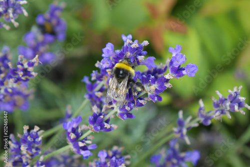 Bumble bee on a flower in garden.