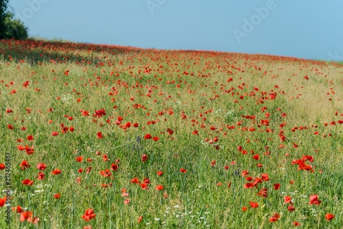 Fototapeta Naklejka Na Ścianę i Meble -  Mohnblumen auf einem Feld im Frühling