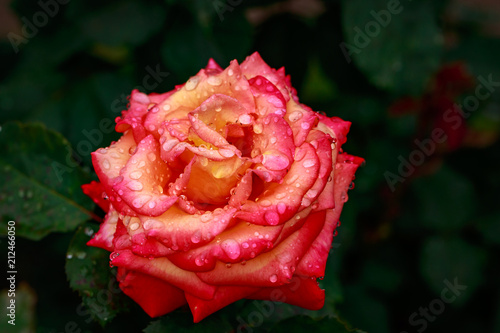 Fragrant Rose in Full Blossom