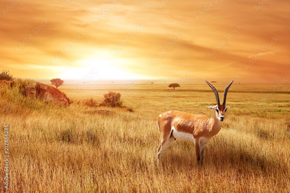 Lonely antelope (Eudorcas thomsonii) in the African savanna against a beautiful sunset. African landscape. - obrazy, fototapety, plakaty 
