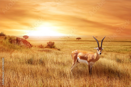 Canvas Print Lonely antelope (Eudorcas thomsonii) in the African savanna against a beautiful sunset
