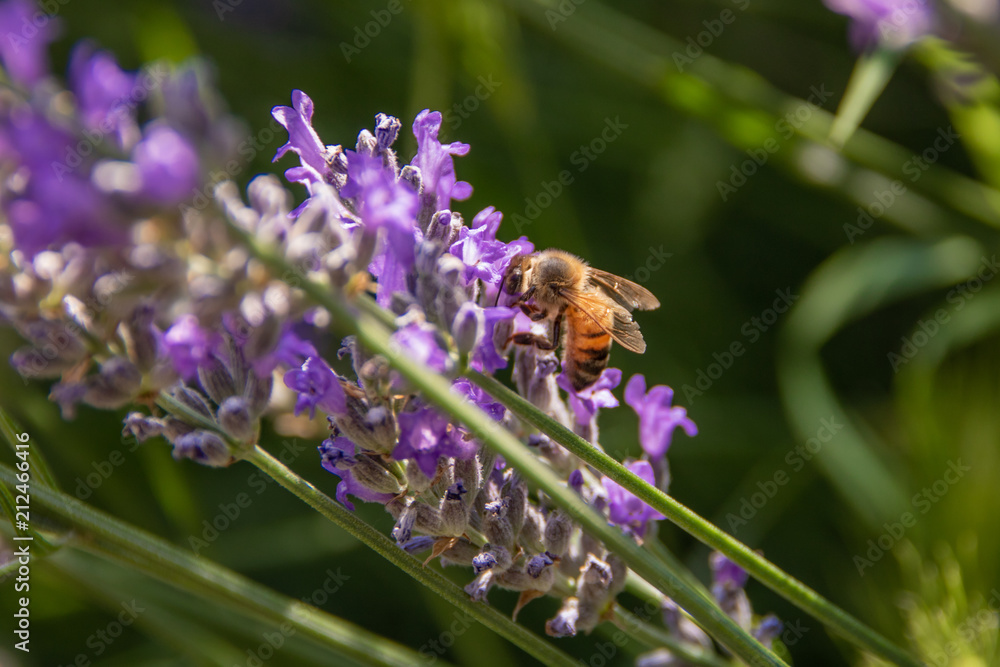 Ape durante impollinazione dell lavanda officinale Ape durante impollinazione dell lavanda officinale