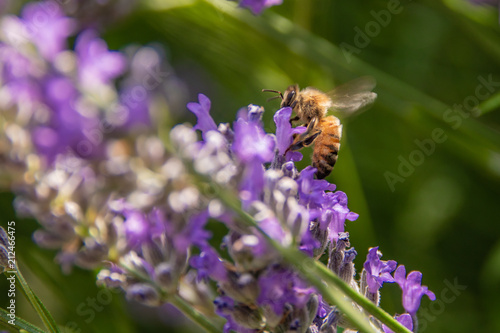 Fototapeta Naklejka Na Ścianę i Meble -  Ape durante impollinazione dell lavanda officinale