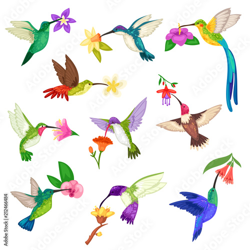 Hummingbird vector tropical humming bird character with beautiful birdie wings on exotic flowers in nature wildlife illustration set of flying humming-bird in tropic isolated on white background