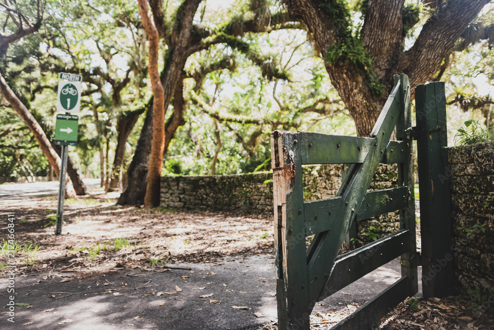 11-mile Old Cutler Trail under the cover of magnificent fichus trees and banyans in Miami next to Matheson Hammock Park entrance. 11-mile Old Cutler Trail under the cover of magnificent fichus trees and banyans in Miami next to Matheson Hammock Park entrance.