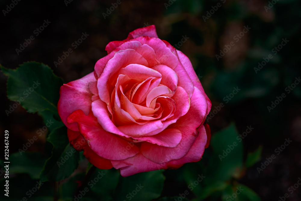 Fragrant Rose in Full Blossom Fragrant Rose in Full Blossom