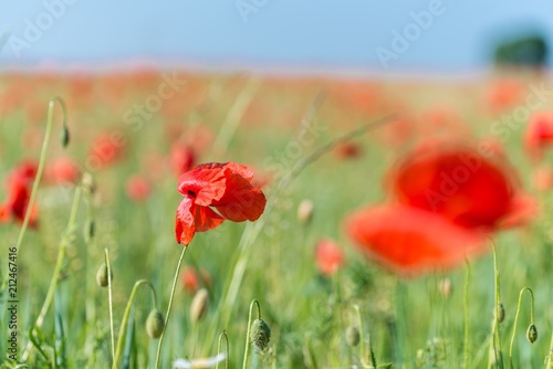 Fototapeta Naklejka Na Ścianę i Meble -  Mohnblumen auf einem Feld im Frühling