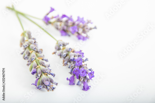 Fototapeta Naklejka Na Ścianę i Meble -  Dettaglio di lavanda officinale isolata su sfondo bianco