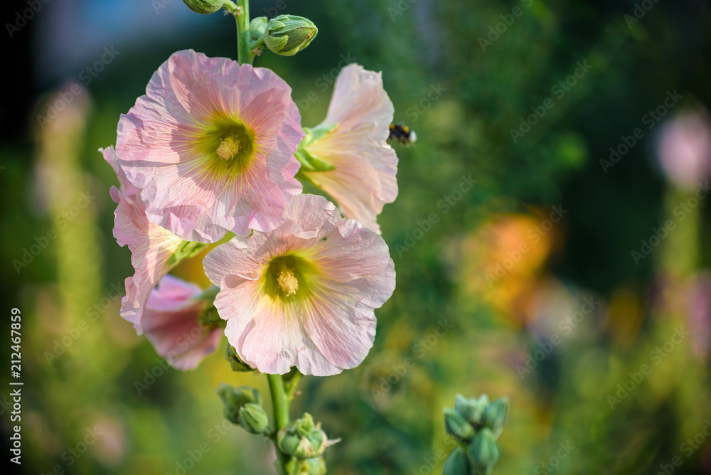 Bright pink hollyhock flower in garden. Mallow flowers. Shallow depth of field. Selective focus