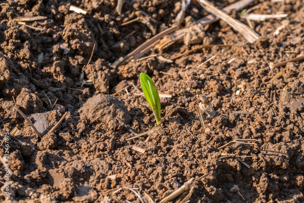 Junge grüne Pflanzentriebe sprießen aus einem Acker Junge grüne Pflanzentriebe sprießen aus einem Acker