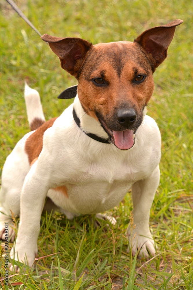 dog, puppy, friend, dog, breed, Jack Russell Terrier, Terrier, animals, fauna, red, black, white, wool, smile, clockwork, toy, dog, puppy, friend, dog, breed, Jack Russell Terrier, Terrier, animals, fauna, red, black, white, wool, smile, clockwork, toy,