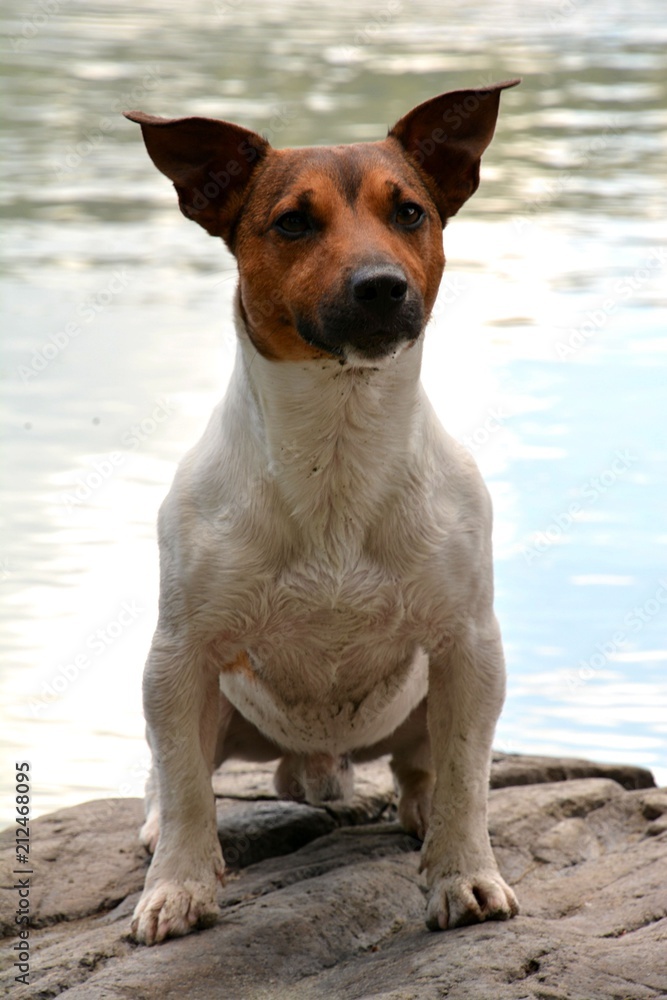dog, puppy, friend, dog, breed, Jack Russell Terrier, Terrier, animals, fauna, red, black, white, wool, smile, clockwork, toy, dog, puppy, friend, dog, breed, Jack Russell Terrier, Terrier, animals, fauna, red, black, white, wool, smile, clockwork, toy,