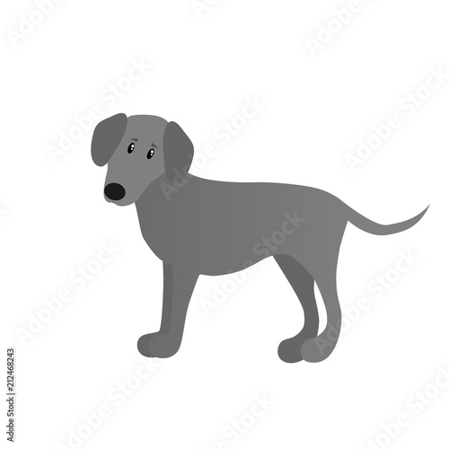 labrador