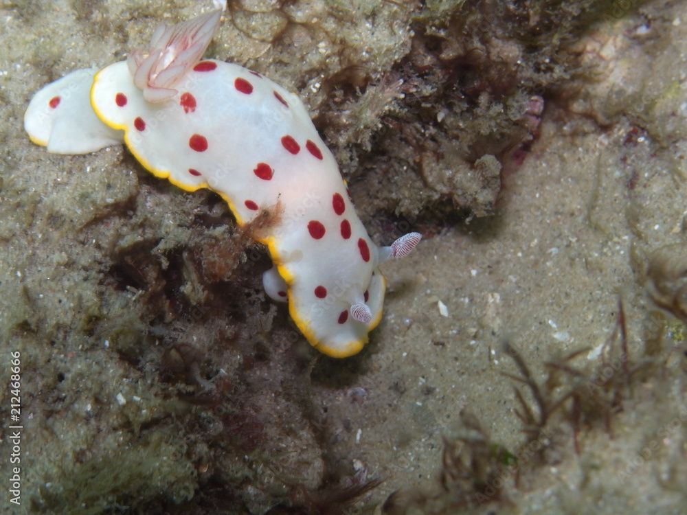 Splendid Chromodoris-Chromodoris splendida Splendid Chromodoris-Chromodoris splendida