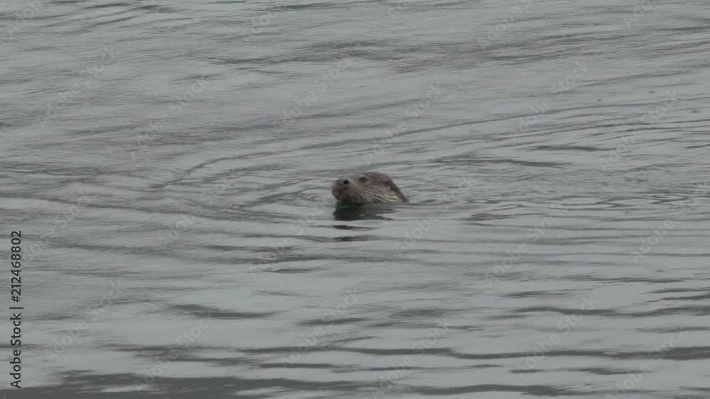 Gros plan loutre mange et plonge / Close shot of an otter eats and dives in slowmotion Gros plan loutre mange et plonge / Close shot of an otter eats and dives in slowmotion
