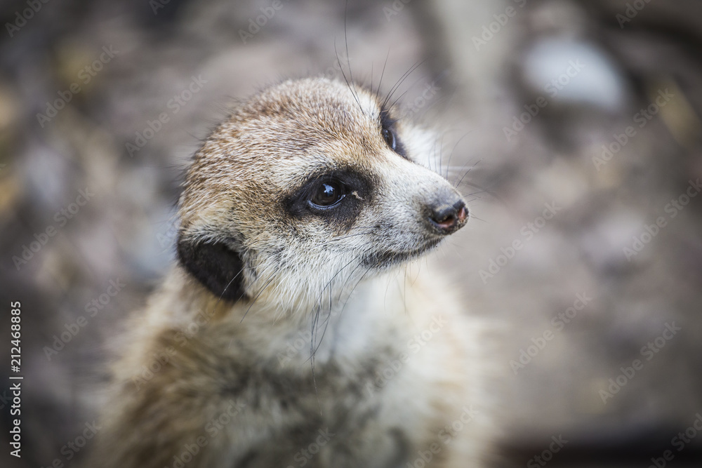 Fototapeta premium A suricate looking out for food