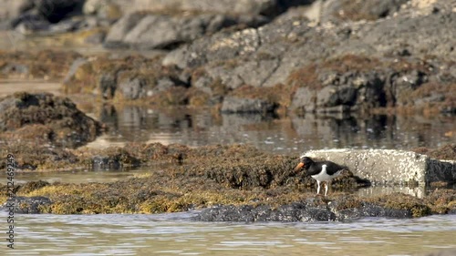 Un huîtrier pie dans un lac / An oystercatcher in a loch